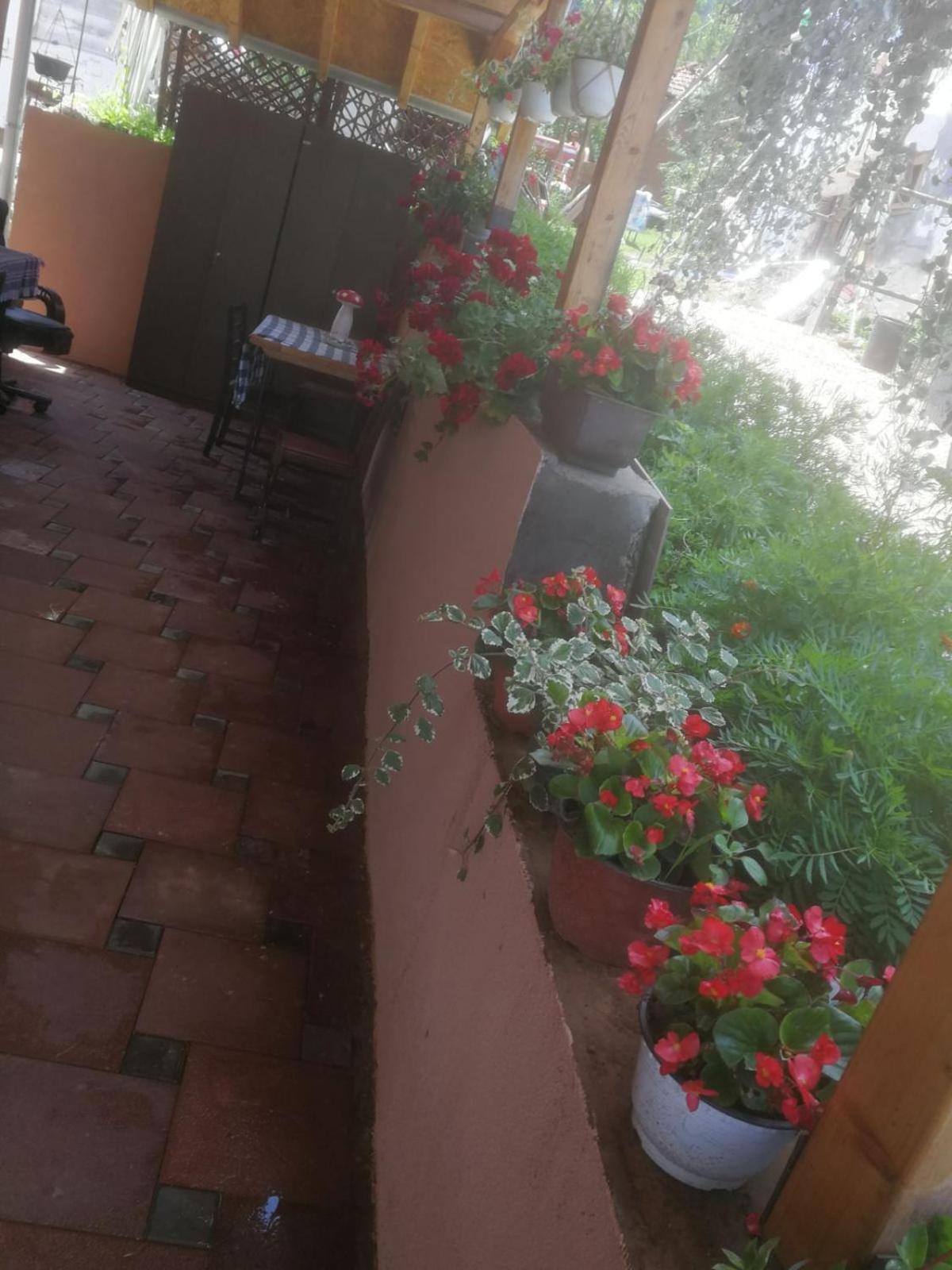 Odmaraliste Vlasko Zdrelo Pirot Ruang foto